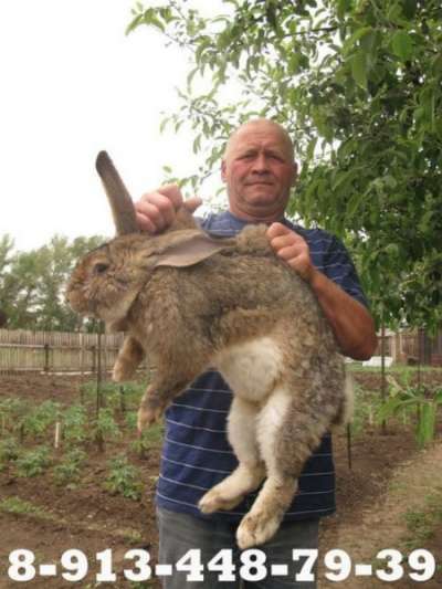 Кролики бельгийский фландр Саяногорск в Абакане фото 6