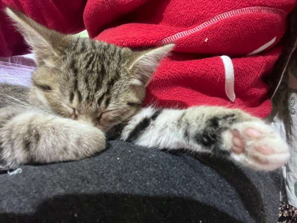 Это Салинка! Чудесная нежная девочка! в Москве фото 3