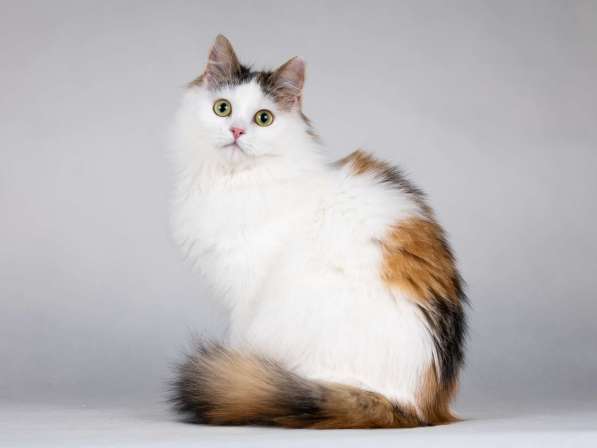 Молодая сибирская трехцветная кошечка Зая в дар в Москве фото 8