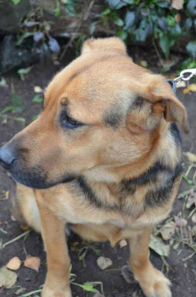 Отдам даром Жизнерадостный Каспер ищет дом в Санкт-Петербурге