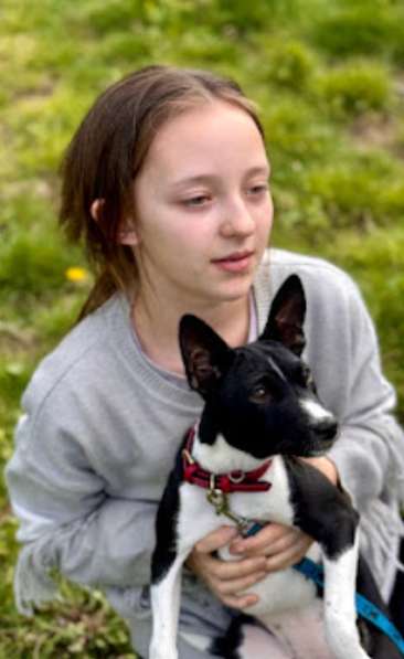 Basenji. Басенджи. Щенок. Puppy в фото 4