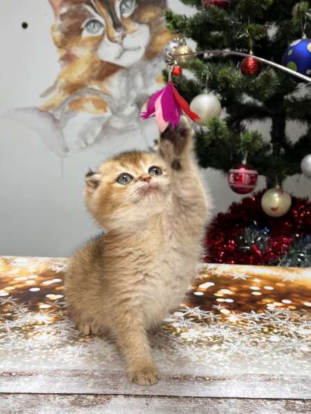 Шотландская вислоухая золотая шиншилла котеноу