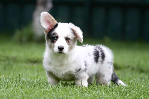 Вельш корги кардиган-мальчик