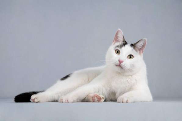 Котейка Андрейка ищет доброе сердце в Москве фото 4