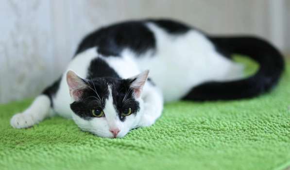 Котик очень хочет стать домашним любимцем
