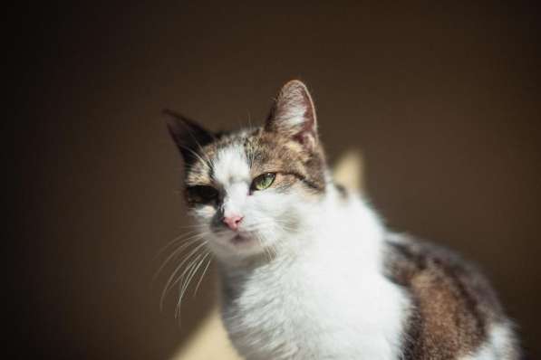 Очаровательная Ария ищет дом в Москве фото 3