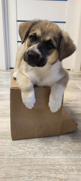 Красивый небольшой щенок мальчик в дар