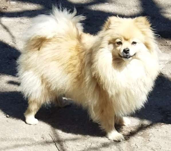 Подросший щенок в 