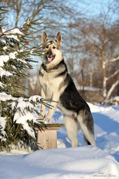 Щенки ВосточноЕвропейской Овчарки, ВЕО, в Москве фото 5