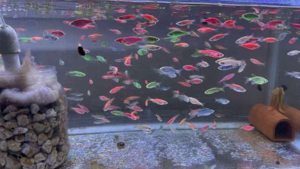 Аквариумные рыбки