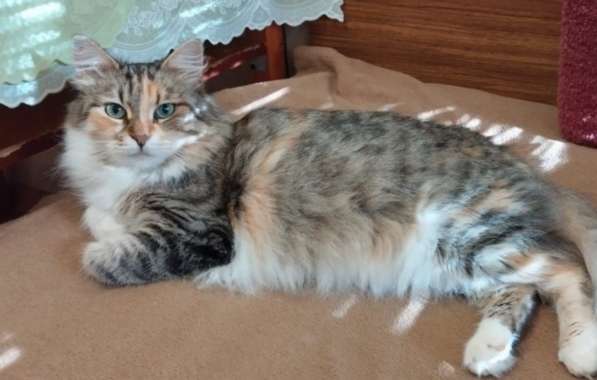Кошка в добрые руки. Пушистая трехцветная Шаня в Москве фото 6