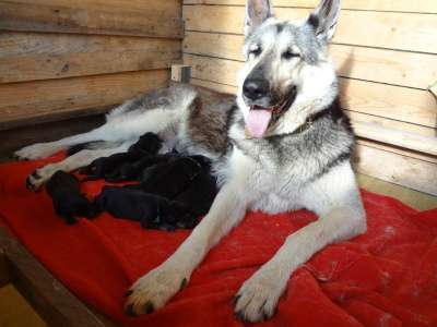 Щенки ВосточноЕвропейской Овчарки, ВЕО, в Москве