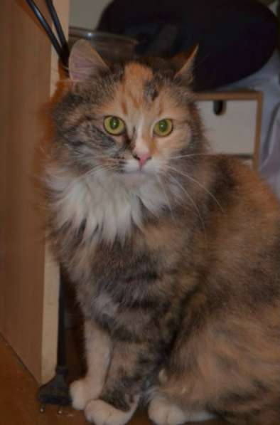 Отдам даром Ищет дом замечательная Фея в Санкт-Петербурге фото 3