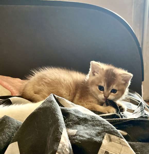 Золотая шиншилла скотиш страйт 20000р в фото 3