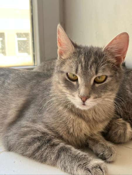 Серо-дымчатая косенькая кошка Кося в дар в Москве фото 4