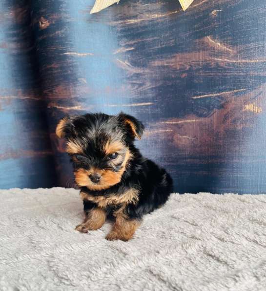 Йоркширский терьер