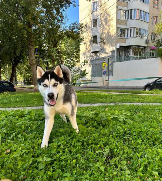 Отдадим собаку в добрые руки