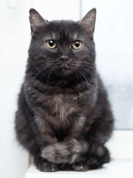 Черная кошка Тесея в добрые руки