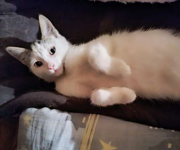 Котёнка ищет дом для создания уюта в Москве фото 14