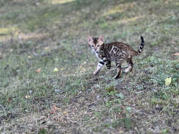 Бенгальские котята снежного окраса в фото 8