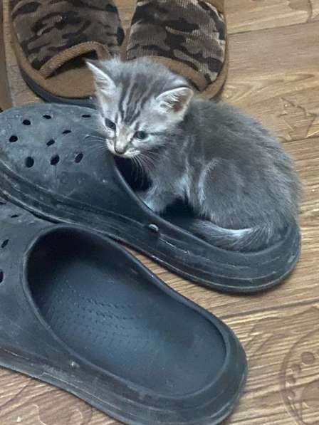 Отдаю котят даром в добрые руки