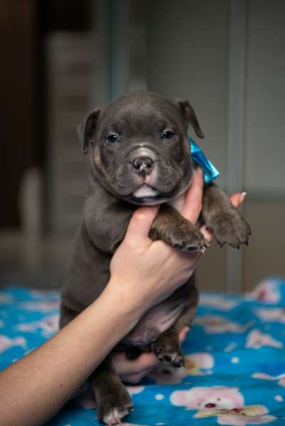 Американский Булли в Челябинске фото 3