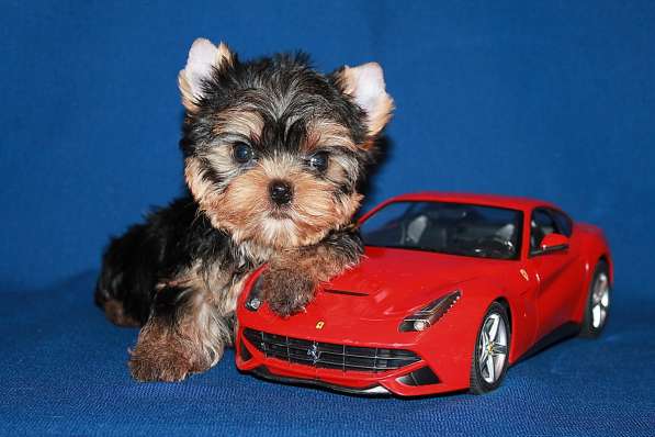 Щенок Йорк, мелкий стандарт в Москве