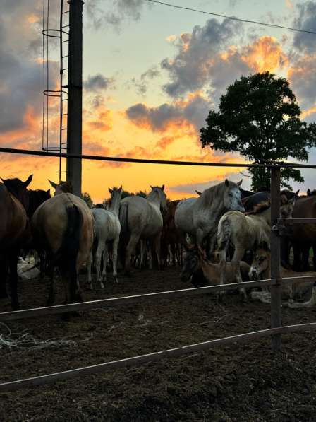 Табун лошадей Башкирской породы
