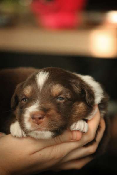 Щенок Miniature American Shepherd (MAS) - кобель в фото 5