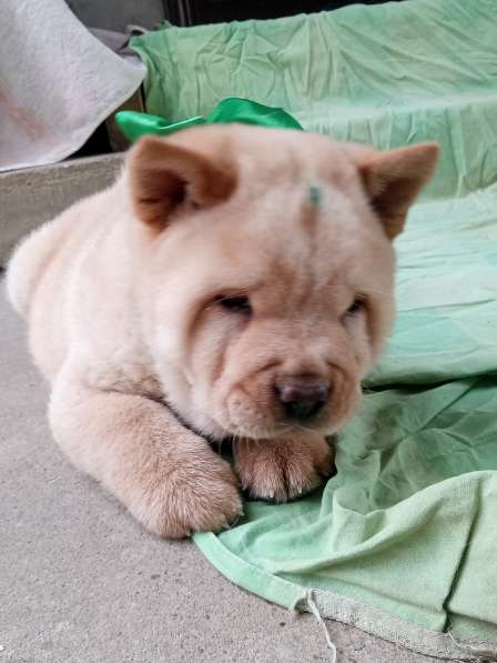 Щенки чау-чау в Краснодаре фото 15