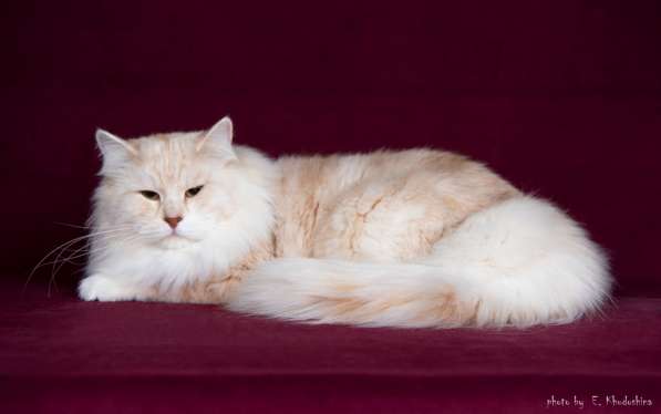 Невский маскарадный котенок в Зеленограде фото 5