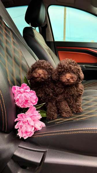 Toy poodle puppies в фото 6