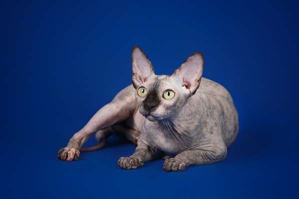 Питомник Эльфов, бамбино, Двэльфов, сфинксов в Находке фото 16