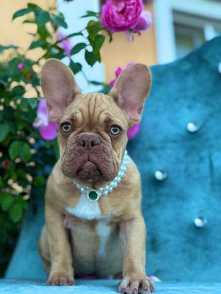 Щенки французского бульдога в Москве фото 4