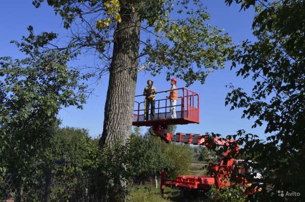 Спилить, удалить дерево в Щелково, Щелковском районе в Щелково фото 3