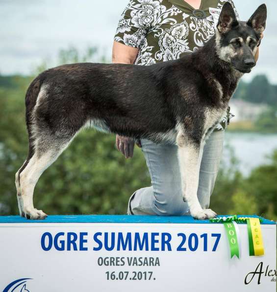 Щенки Восточноевропейской овчарки в фото 4