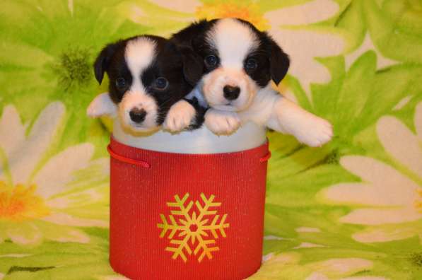 Вельш корги кардиган щенки в Москве фото 4