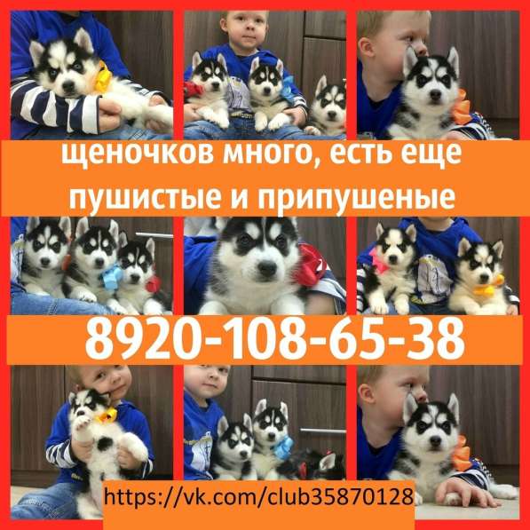 Щеночки сибирской хаски. Голубоглазые и не только в Йошкар-Оле