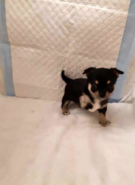 Щенки чихуахуа в Москве фото 17