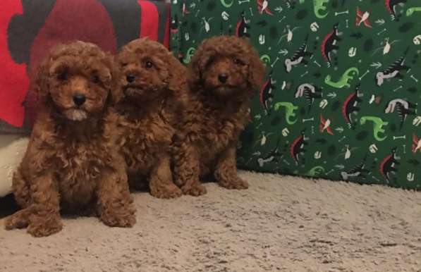Poodle. Red boy's and girl's в фото 9
