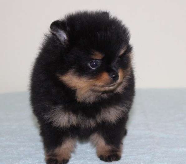 Pomeranian в фото 4
