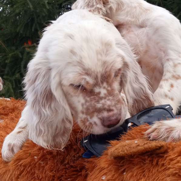 Английский сеттер щенки из элитного питомника в Москве фото 65