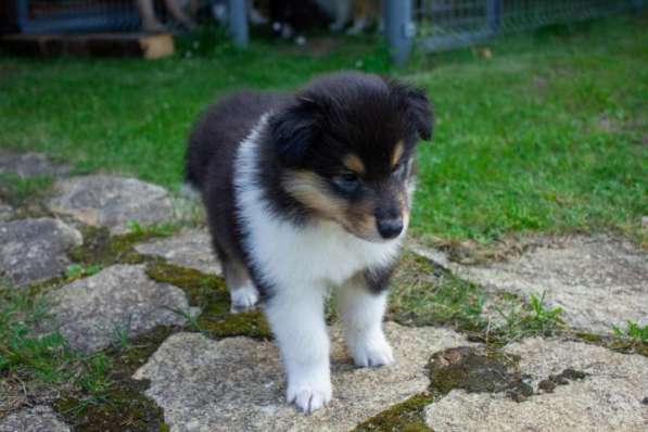 Щенок колли длинношёрстный в Екатеринбурге фото 25