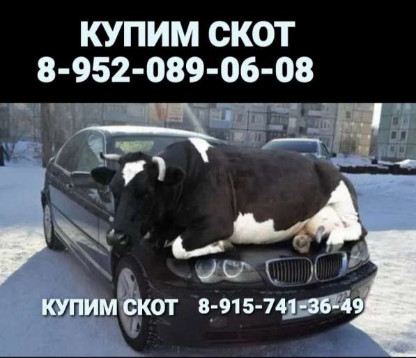 КУПИМ СКОТ в Тверском областе в Твери фото 3
