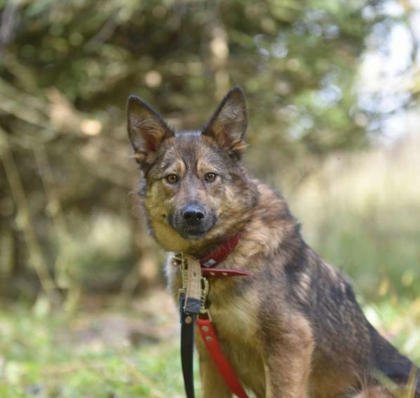 Молодая собачка Динга ищет семью в Москве фото 23
