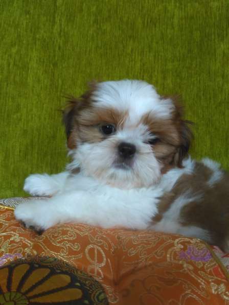 Щенки ши-тцу в Москве фото 10