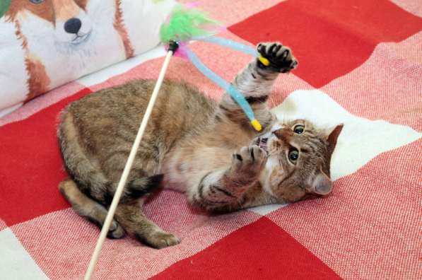 Ласковый мурлыка в Санкт-Петербурге фото 23