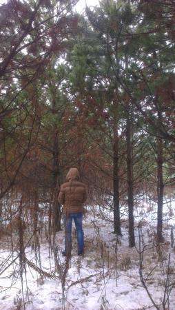 Баланс сосна, береза. в Екатеринбурге фото 4