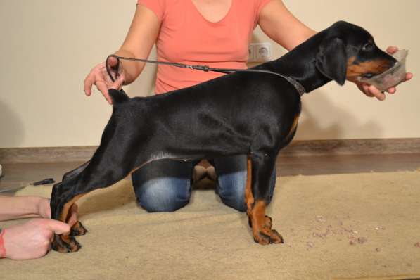 Щенки Добермана