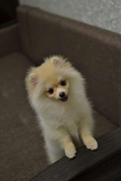 Мальчик шпиц в Москве